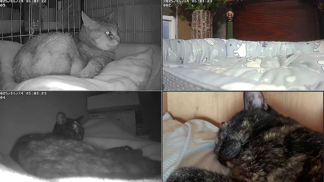 猫ライブ　野良猫から家猫へ 　保護猫と野良猫　 cat live