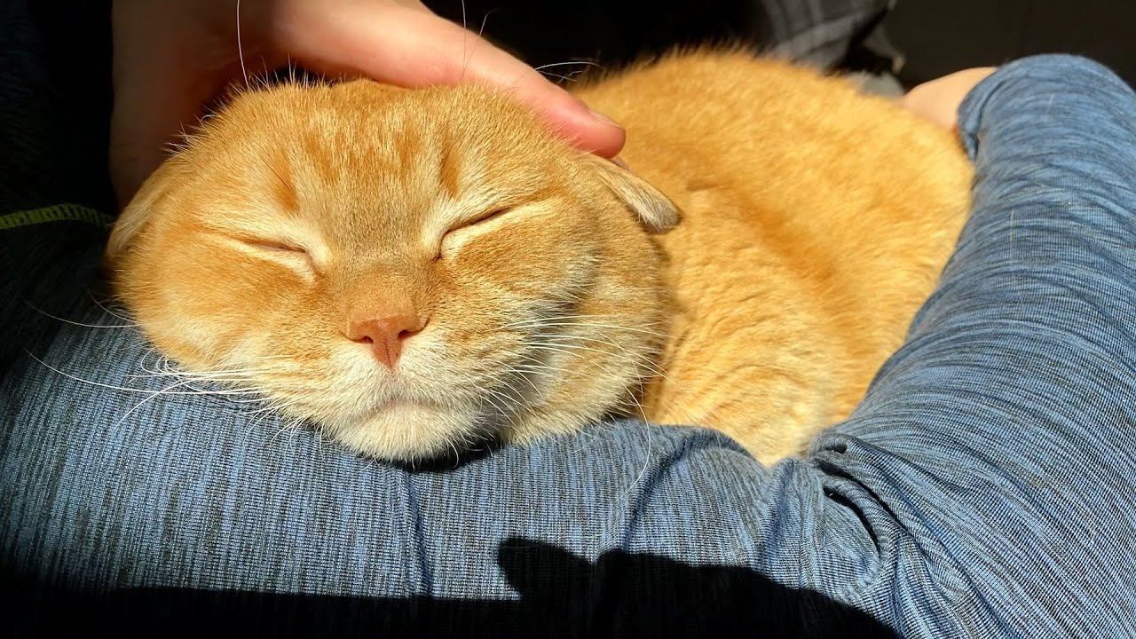 朝日×パパの腕枕が気持ちよすぎてゴロゴロが止まらない！