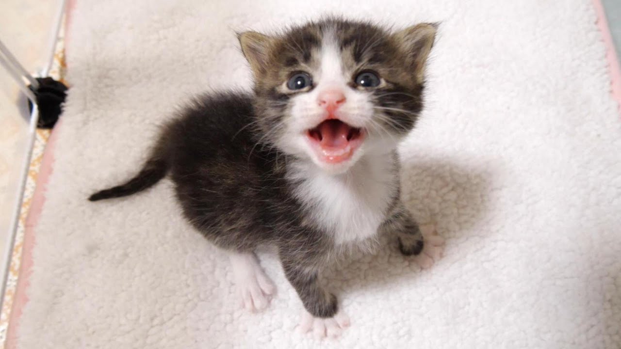 上からのぞき込むママに気づいた子猫が嬉しそうな顔でミルクの時間ですかと聞いてくる？【赤ちゃん猫　保護猫】