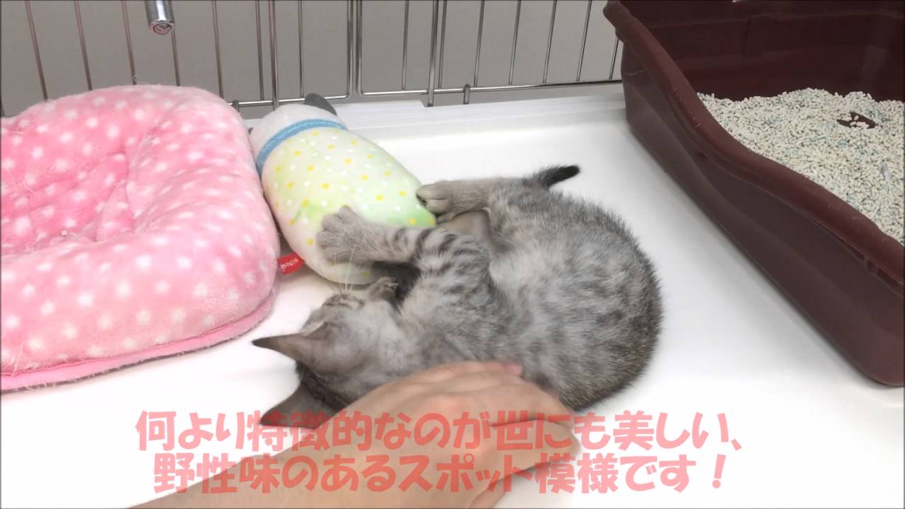 必見！超希少種！魅惑のエジプシャンマウ降臨！