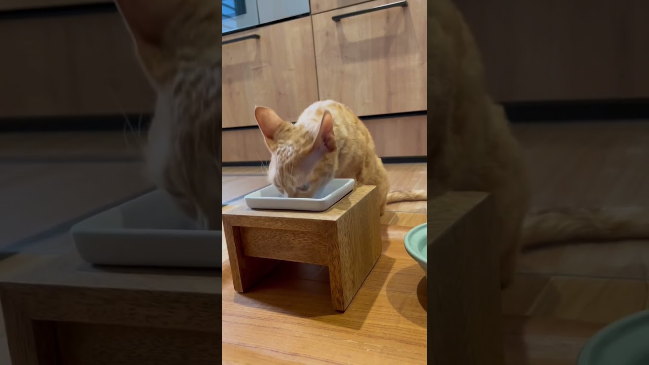 朝ごはん🥣#デボンレックス #devonrex #sakuraquiet #ヒャクパーセントネコ #ネコ ＃猫