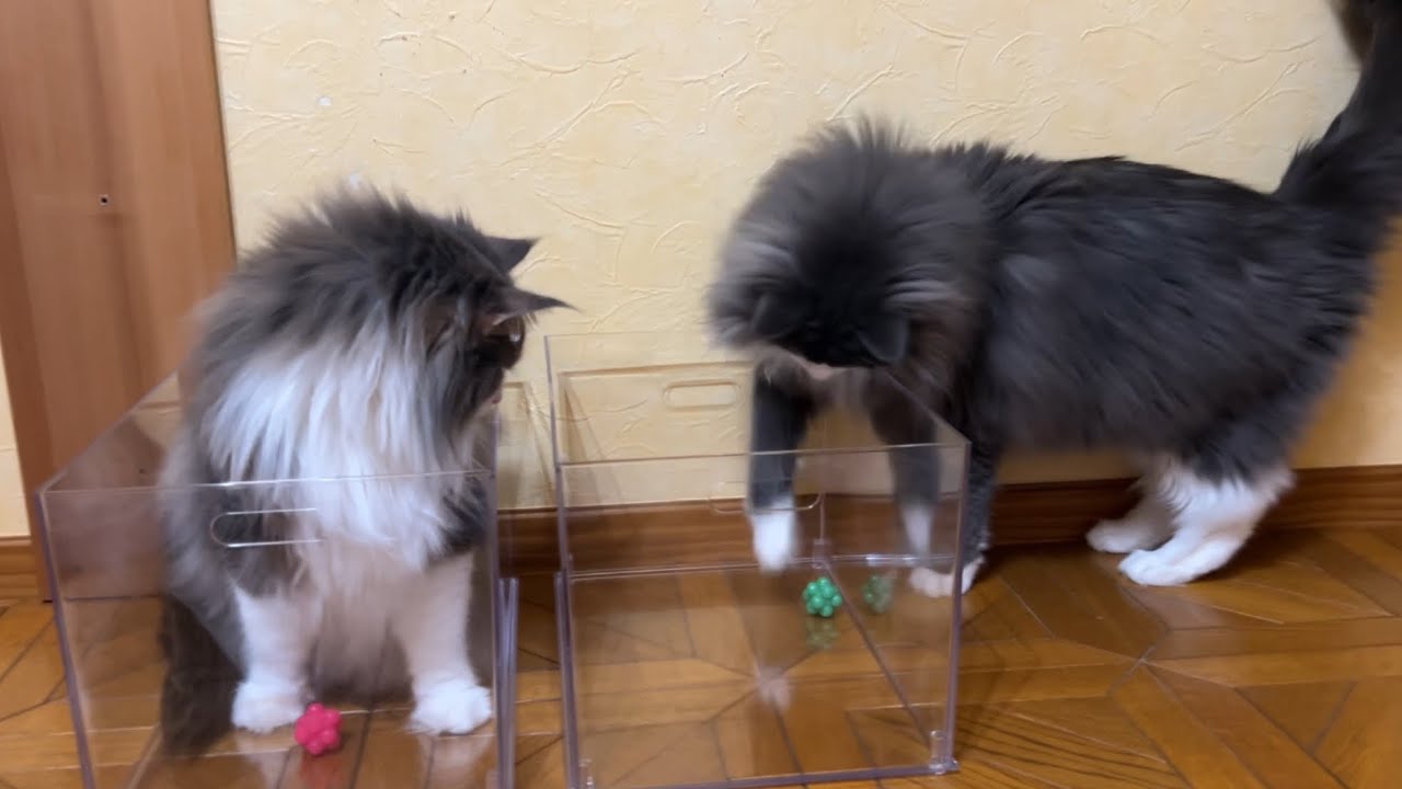 【チョンチョン♪】透明ケースの中におもちゃを入れたら、可愛い子たちが遊んでいた♡ノルウェージャンフォレストキャットとターキッシュアンゴラ
