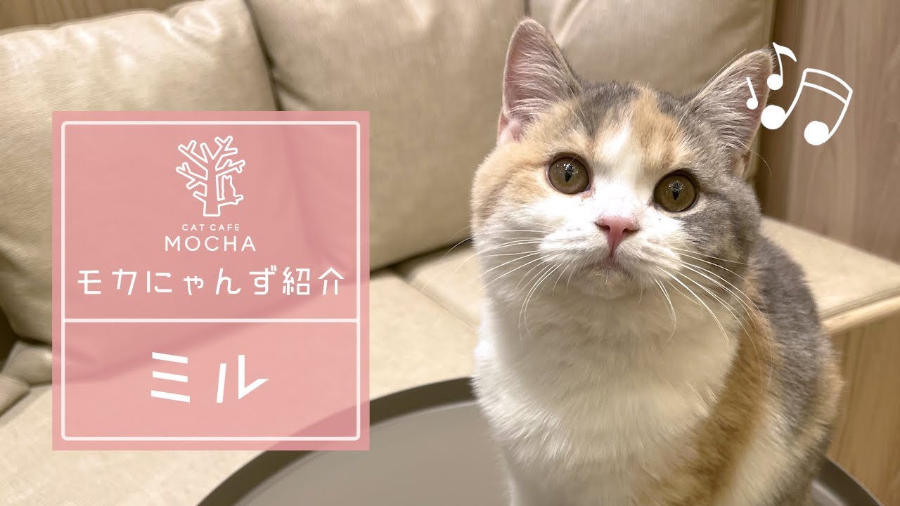 ミル（スコティッシュフォールド♀）羽生店