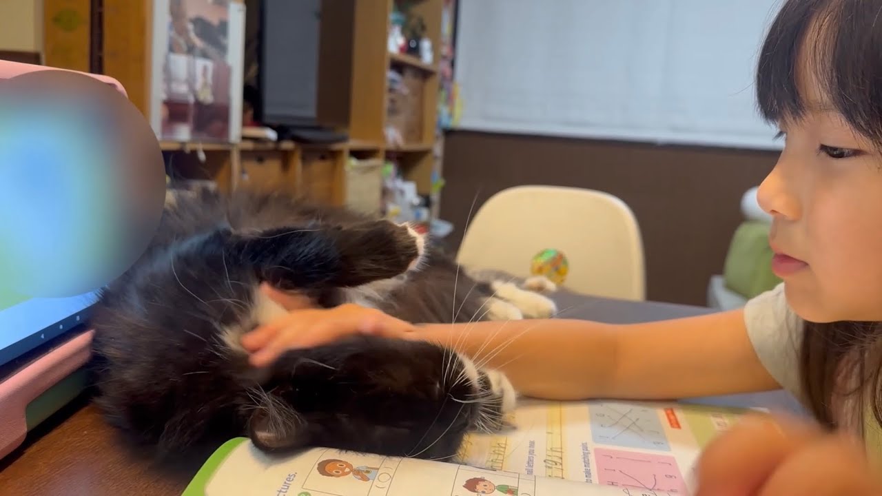 勉強中もお構いなしに甘える猫　ラガマフィンA cat that will spoil you even while you're studying. Ragamuffin.