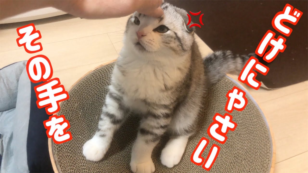 子猫とたわむれようとしたらブチ切れられた【スコティッシュフォールド】