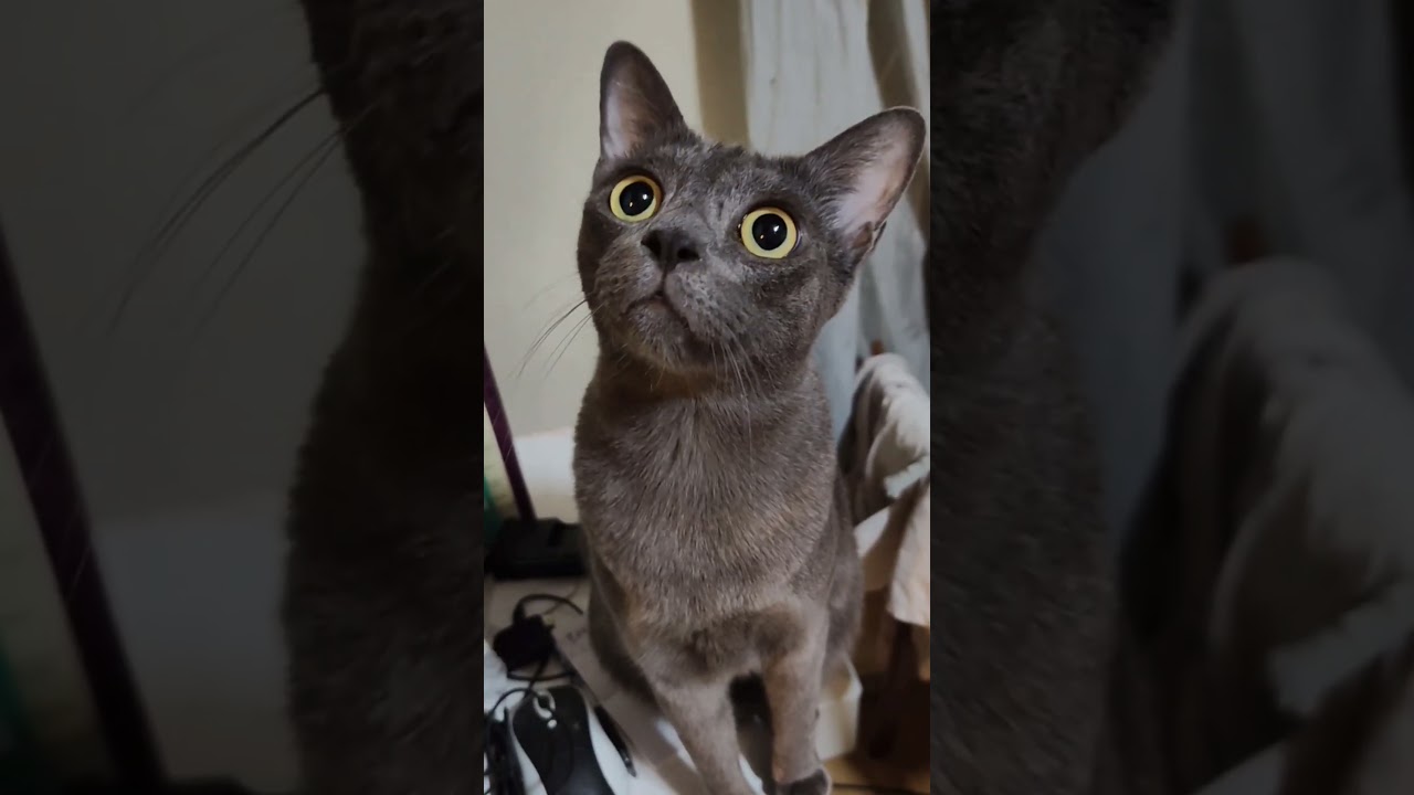kitten with adorable eyes.    #cutekitty #bigeyes #kittens #cats #koratcat