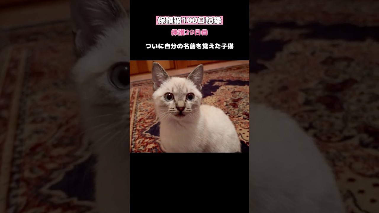 ついに自分の名前を覚えた子猫【保護猫100日記録〜29日目】 #ネコ #子ネコ #ねこ