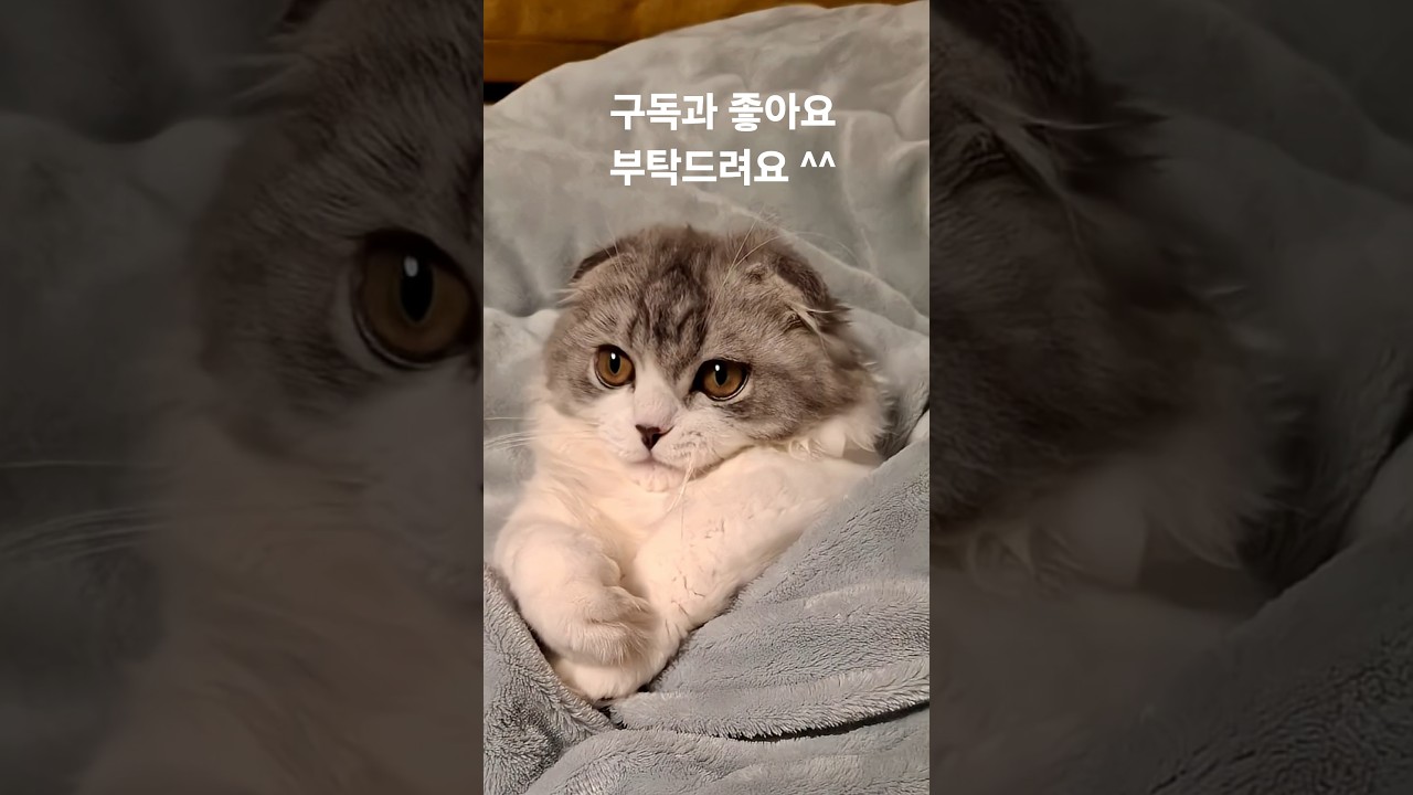 고양이의 귀여운 순간들~♡ #cat #cute #cutecat