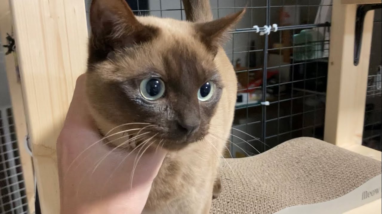 トンキニーズ 【2023/02/28】