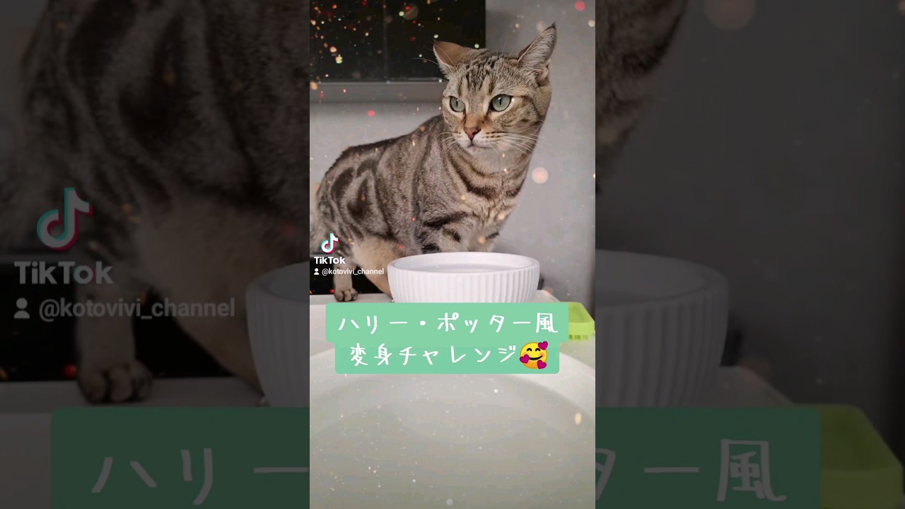 ハリー・ポッターの世界で大変身の巻🐈💕 #shorts #アメリカンカール
