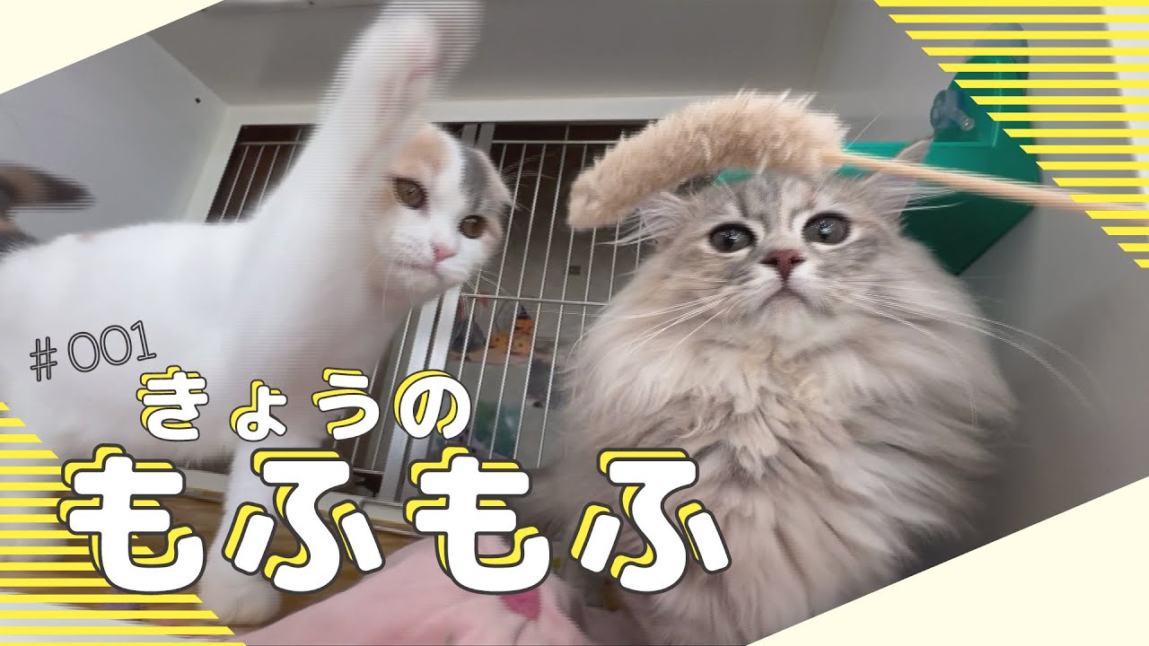 【もふもふ#001】ヨークシャー・テリア、スコティッシュフォールド、マンチカン・ロングヘア【いっちゃん☆KNB】