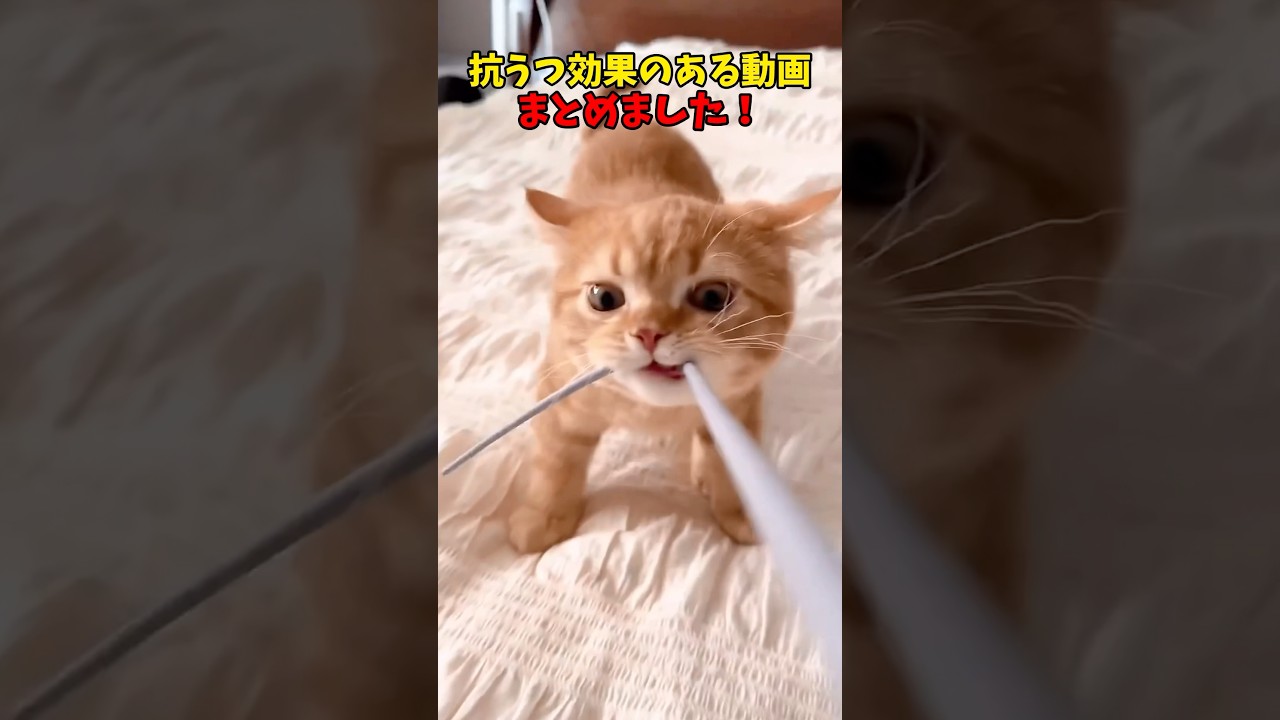 ※あくまで個人の感想です #猫 #cat #cats #cute