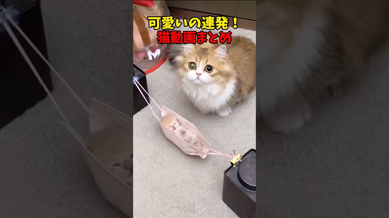 可愛い可愛い可愛い可愛い可愛い可愛い可愛い #猫 #cat #cats #cute
