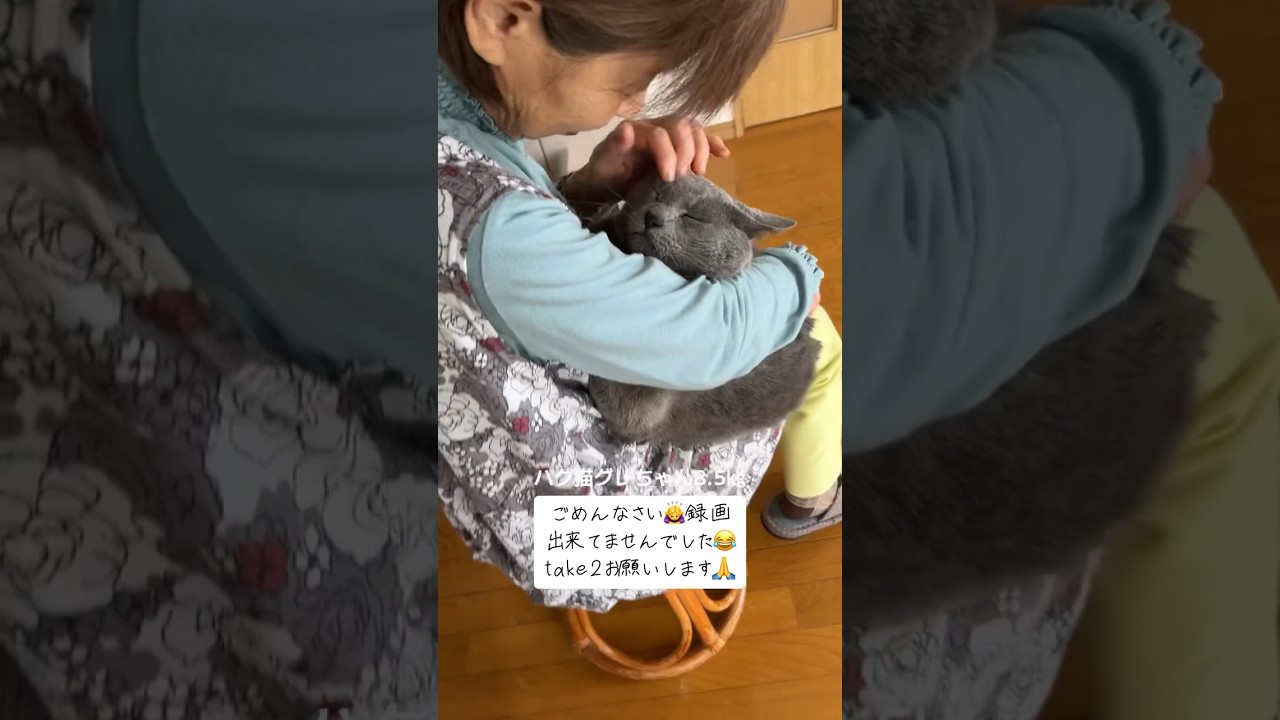 【ごめんなさいグレさん、ハグもう一回お願いします🙏】 #シャルトリュー #ばあちゃん大好き #bigcat #保護猫
