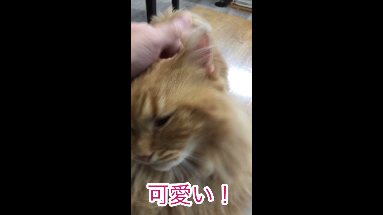 最近急に可愛い猫ちゃんをアップします。スコティッシュホールドロングヘアー
