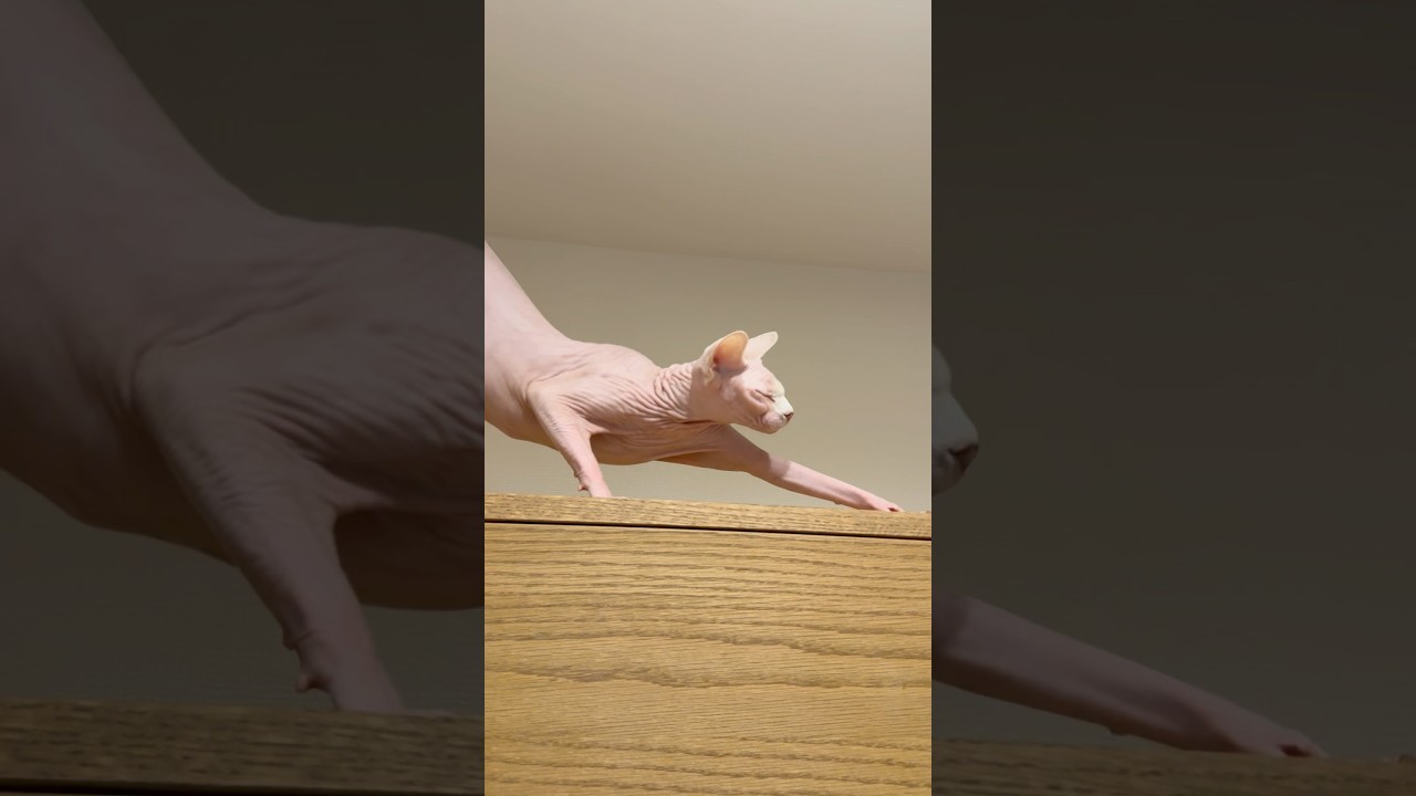 高いところから甘えてくる毛のない猫【スフィンクス】