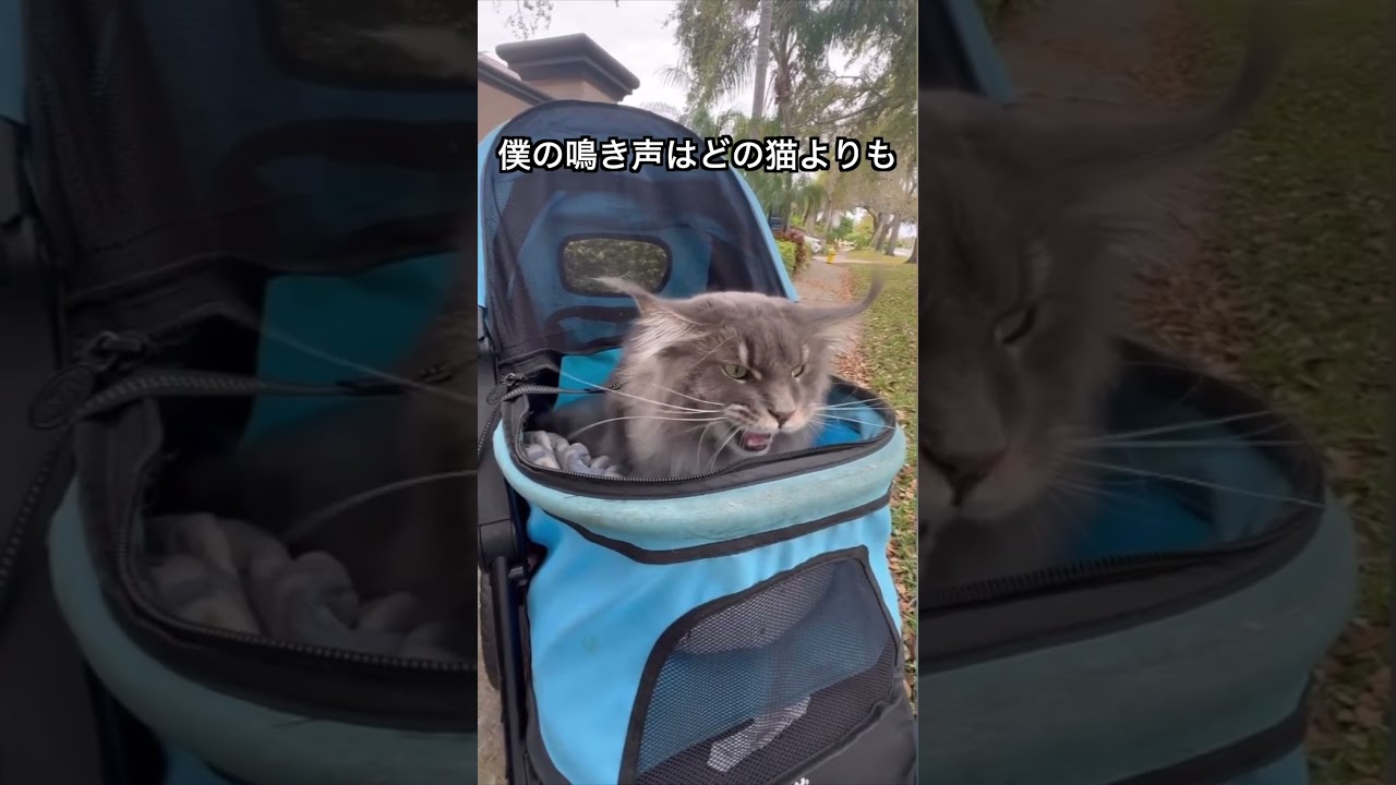 【巨ネコ】メインクーンがいかに可愛いかを1分で解説する