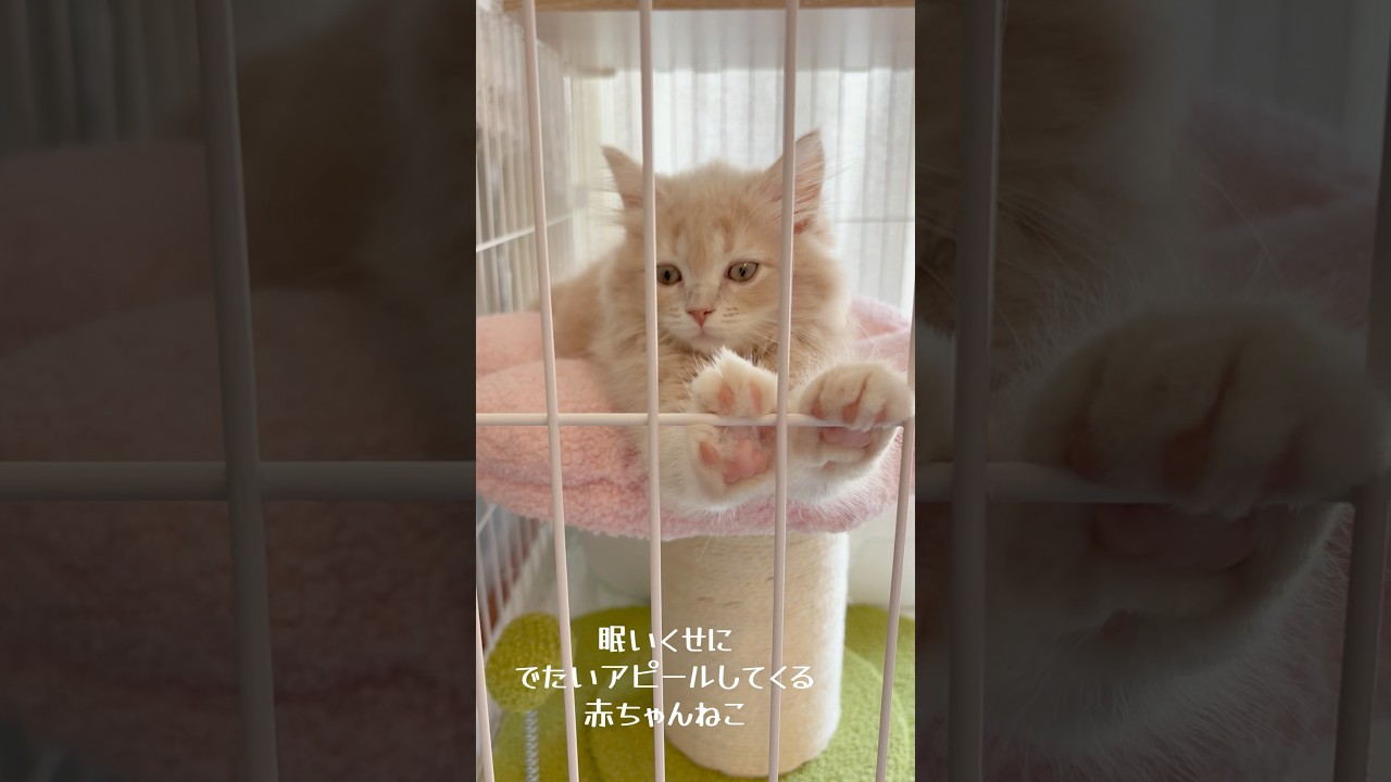 【サイベリアン】【子猫】眠いのにゲージから出たいアピールするウルさん🐱♡ #cat #子ネコ #サイベリアン #子猫 #ねこのいる生活 #cute #スコティッシュフォールド #猫