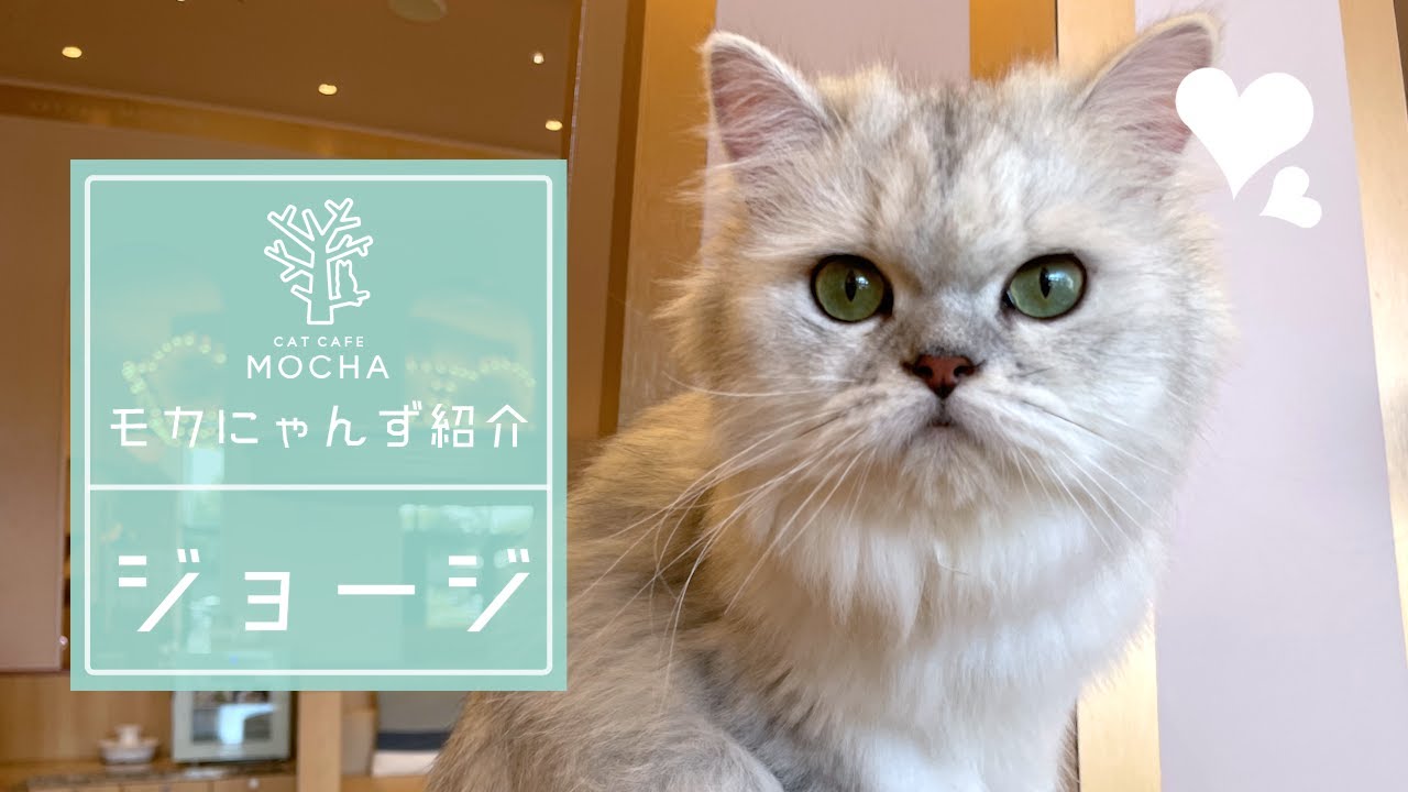 ジョージ（ペルシャ♂）太田店