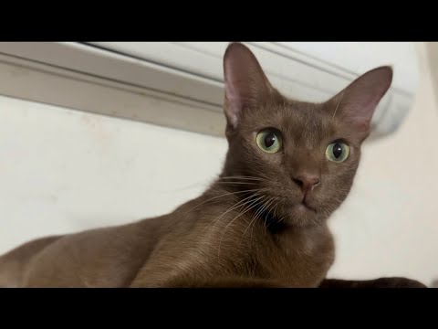 Cat playing with human #catvideos #cat #havanabrown #rarecats #funny #funnycats