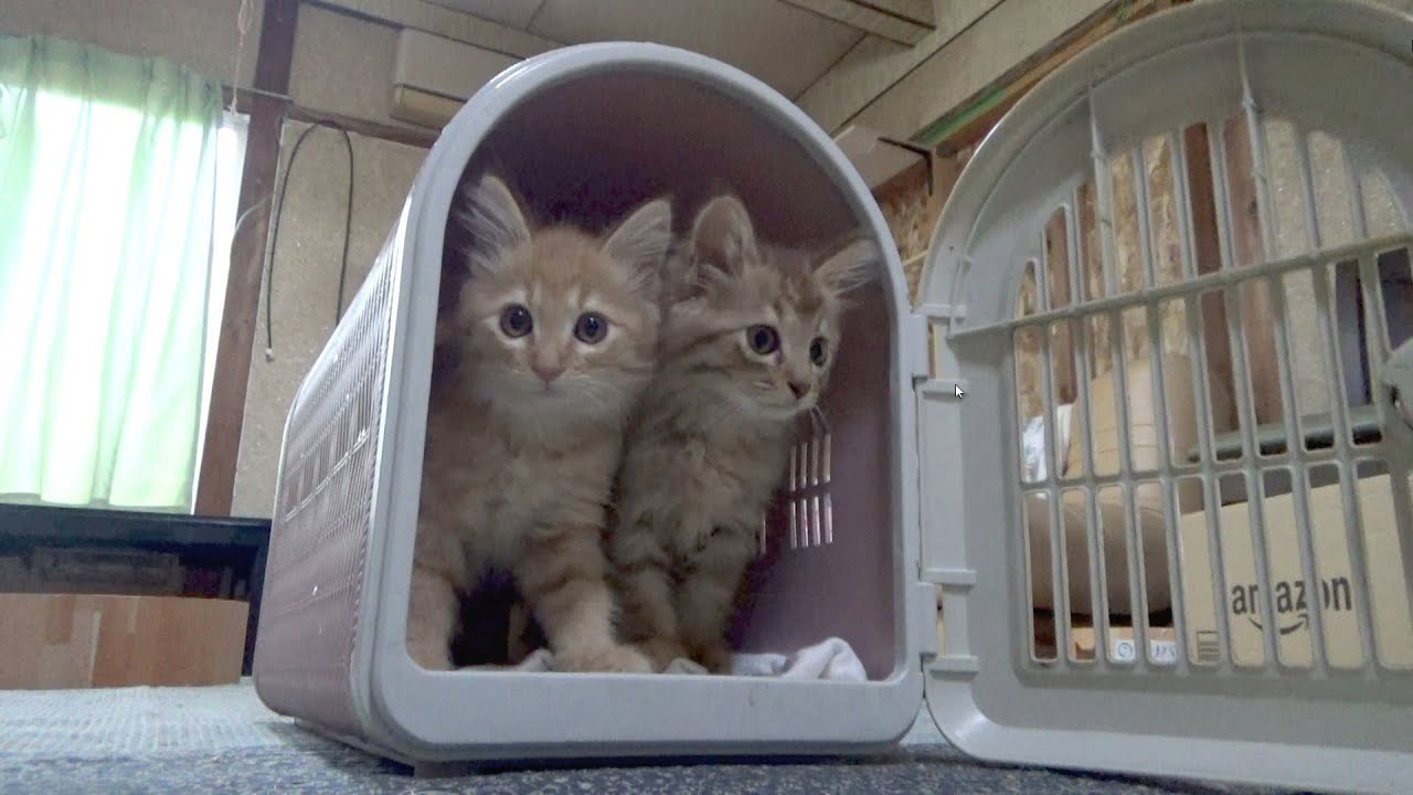 病院へ行く車が不安な子猫