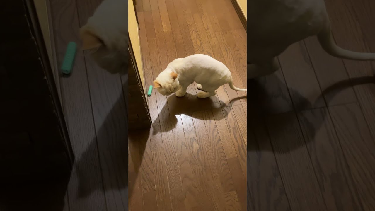 ♥チーノの日常【遊びたい…けど、追いかけられる…】ホワイトヒマラヤン14歳（72歳）　#shorts　#cat　#pets　猫好き　癒し