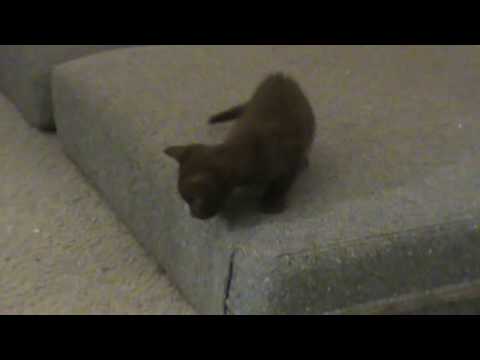 Havana Brown Kittens