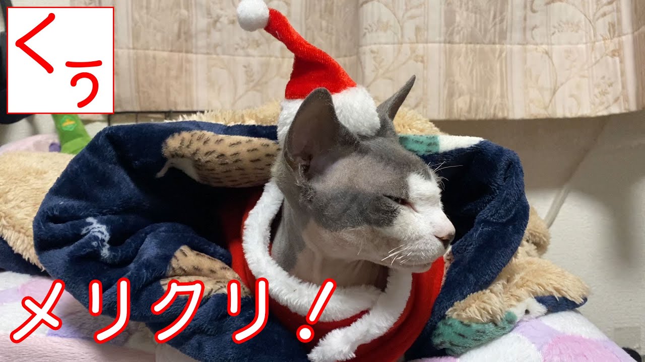 【第114話】クリスマスの無毛猫スフィンクスくぅちゃん！メリークリスマス！【2020年】