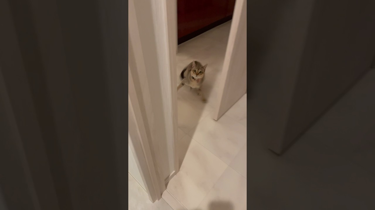 【シンガプーラ】あ、　#shorts #猫 #シンガプーラ