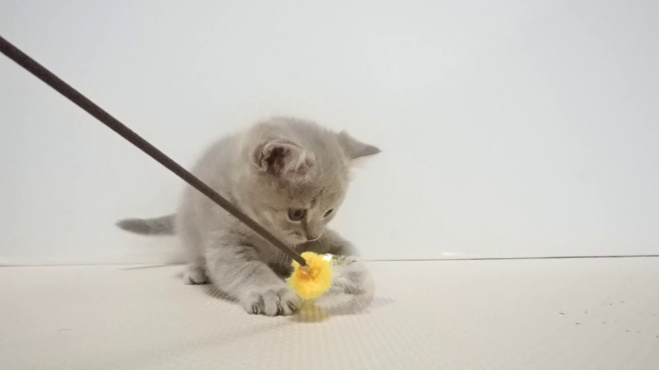 セルカークレックス子猫　2019．12.1産れ　ラベンダークリーム　シーダキャット猫のお店