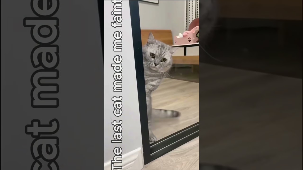 WHY IS THE CATS LIKE THAT?
