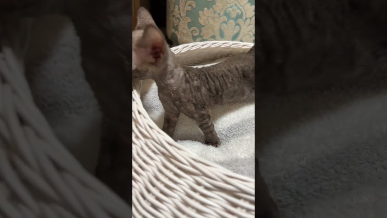 ご家族様募集中。男の子。#デボンレックス #デボンレックス子猫 #devonrex #デボンレックス好き #shorts #德文卷毛猫 #猫 #猫動画 #子猫 #デボンレックスブリーダー #愛知県