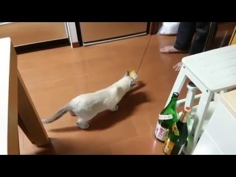 ネコ(トンキニーズ) 新しいオモチャ