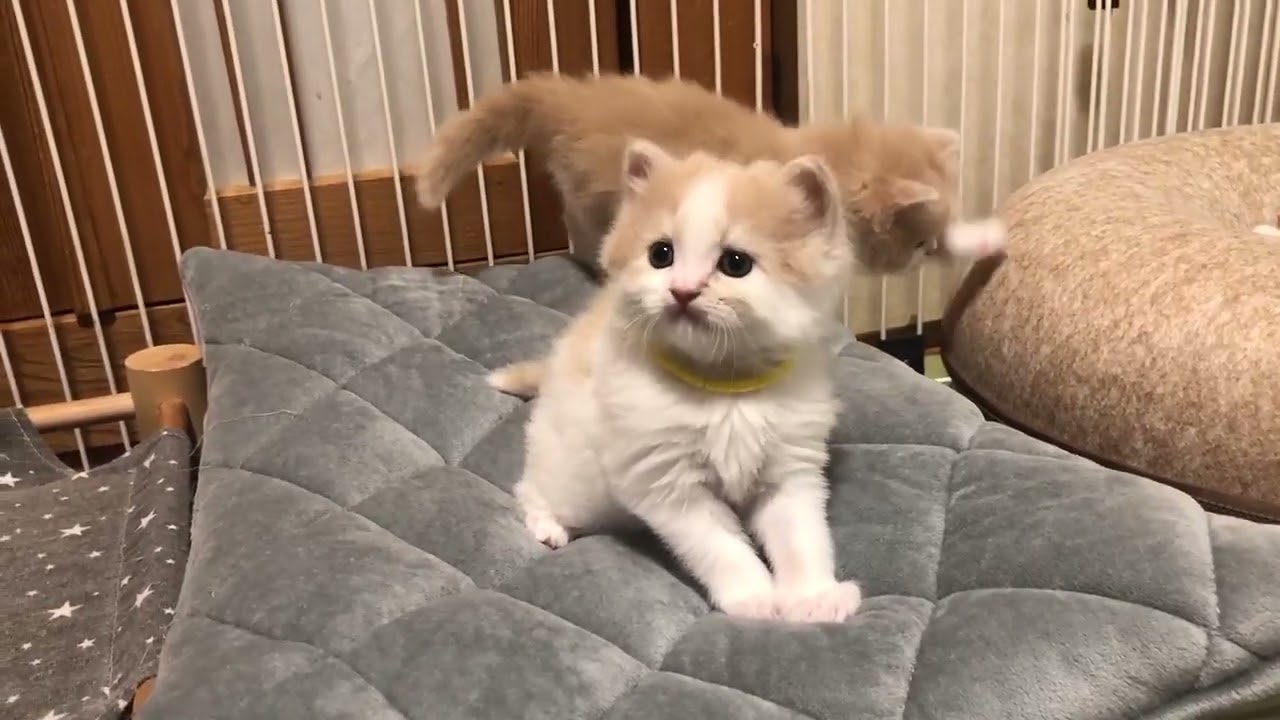 スコティッシュフォールド まん丸コロコロ、元気な男の子です😸（毛色：クリーム&ホワイト）