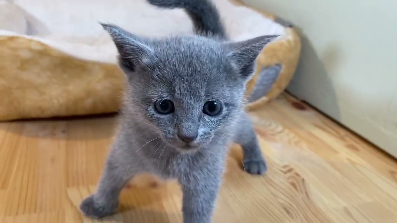 ロシアンブルー 元気いっぱい★好奇心旺盛な美人さん♪　毛色：ブルー