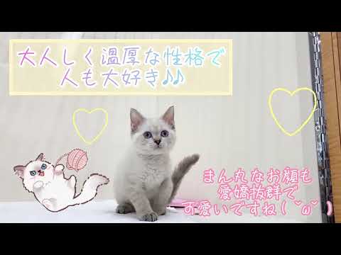 セルカークレックス♀クリームポイント