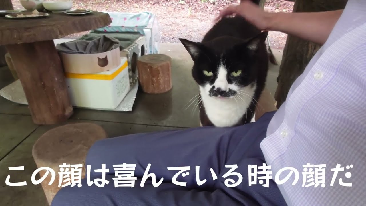 第２１２回ねこ　ある朝の猫神社でのひととき　My morning at the cat shrine. #玉野御嶽神社 #ねこ #cat