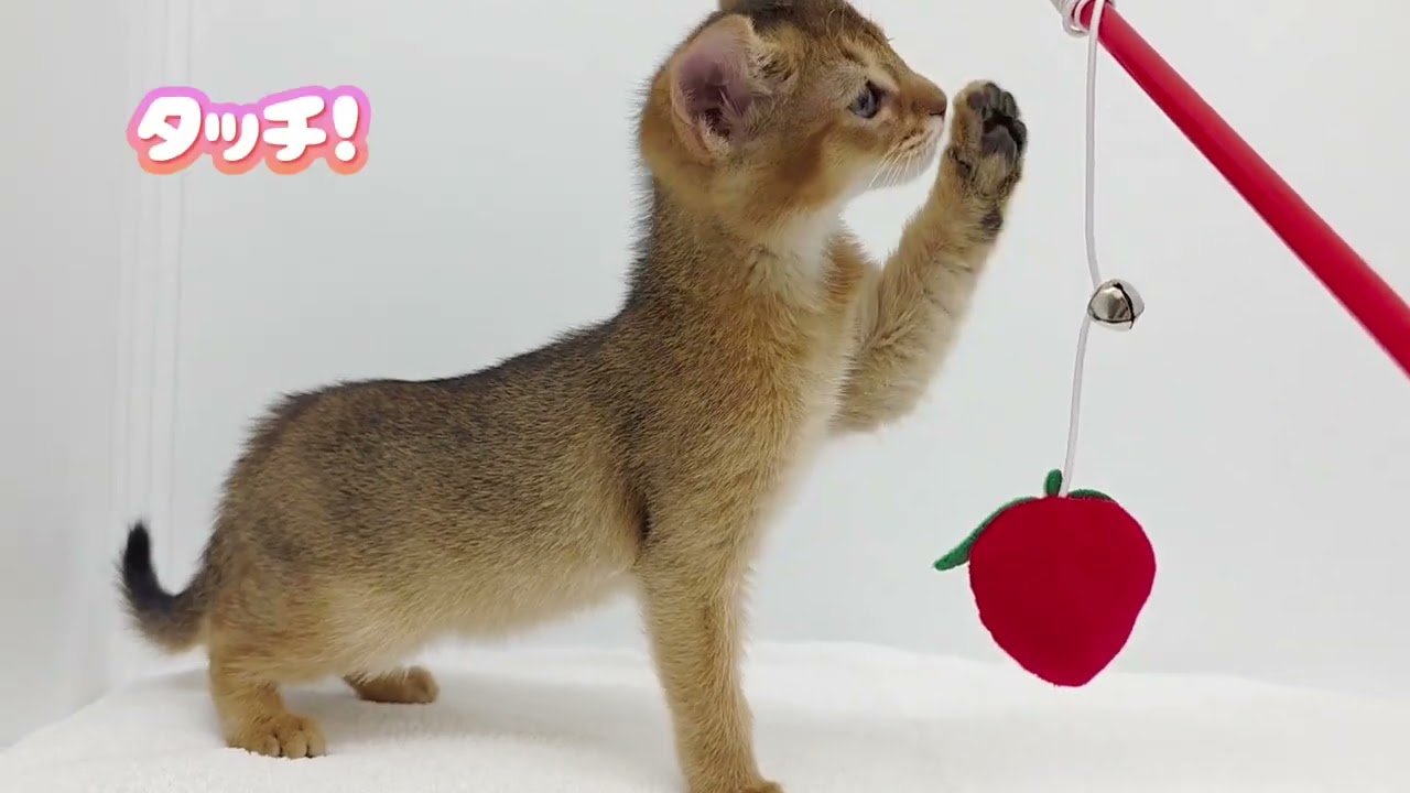【アビシニアン】ようこそ高井戸店へ