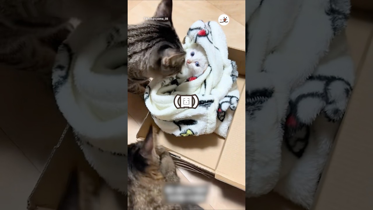親とはぐれた子猫🐈先住猫と対面したら｜PECO