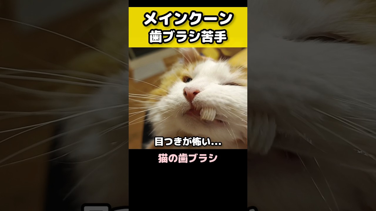 メインクーンの歯ブラシ #猫のいる暮らし #猫 #メインクーン #cat #mainecoon #catlover​  #catshorts​ #cute​ #cutecat​ #fyp​
