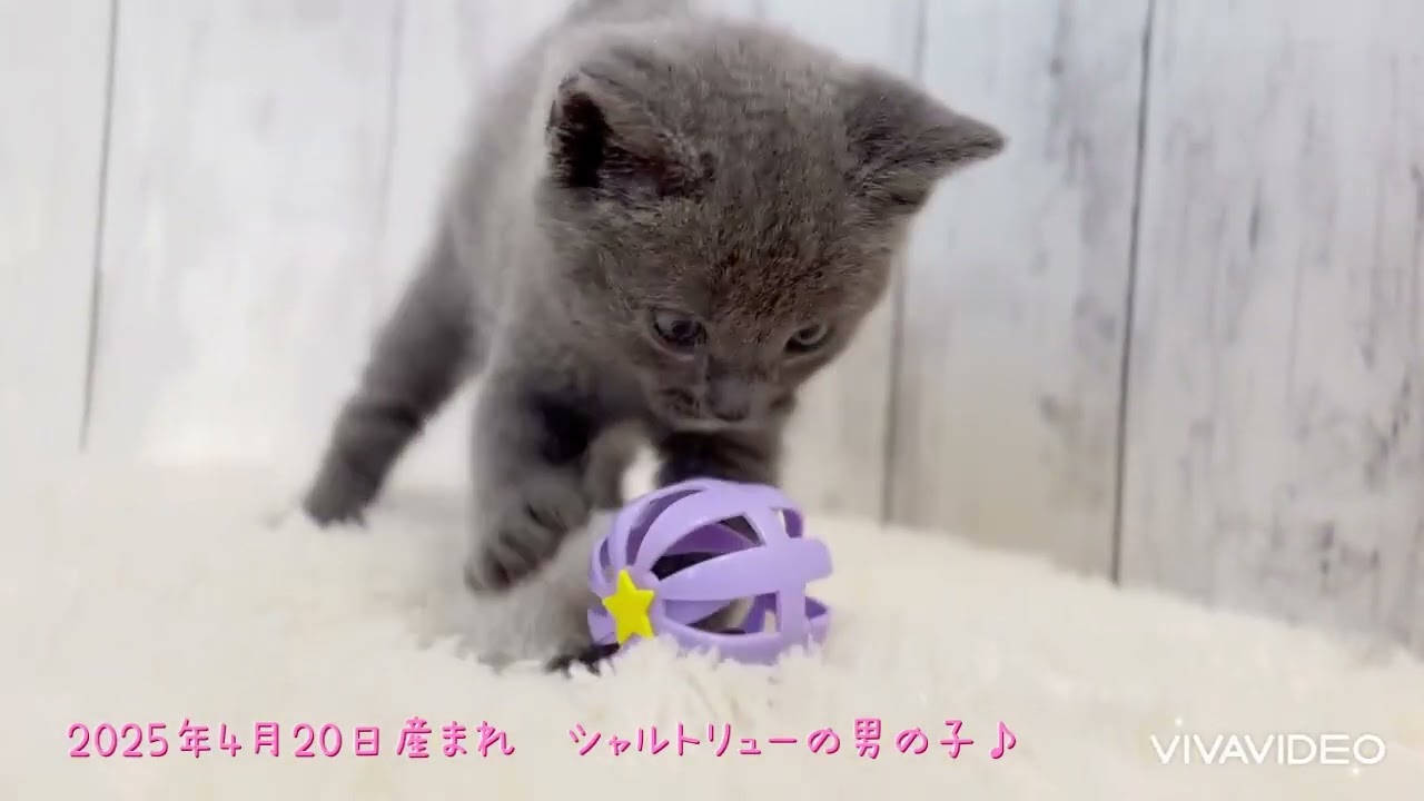 シャルトリュー 💕ブルーカラーの可愛い男の子💕