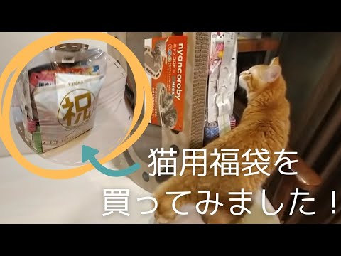 ＃53　ペットのコジマの猫用福袋がやっと買えました！！