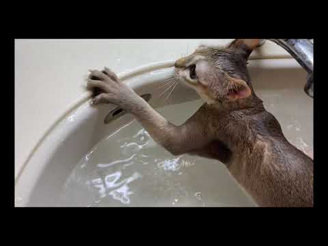 【初体験】ソラちゃんシャンプー初めての反応は？ #シンガプーラ #子猫 #シャンプー