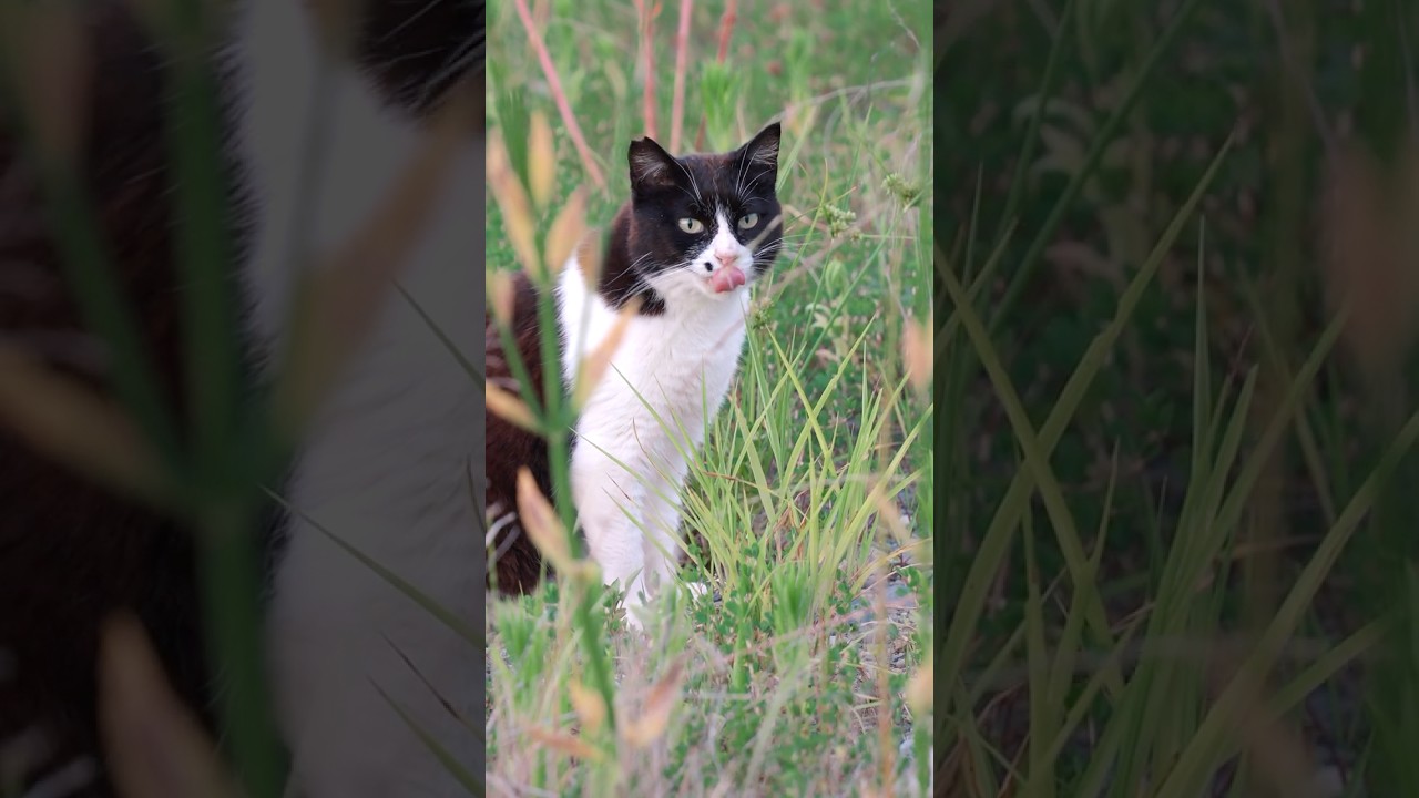群れから離れ、ひとりになった猫