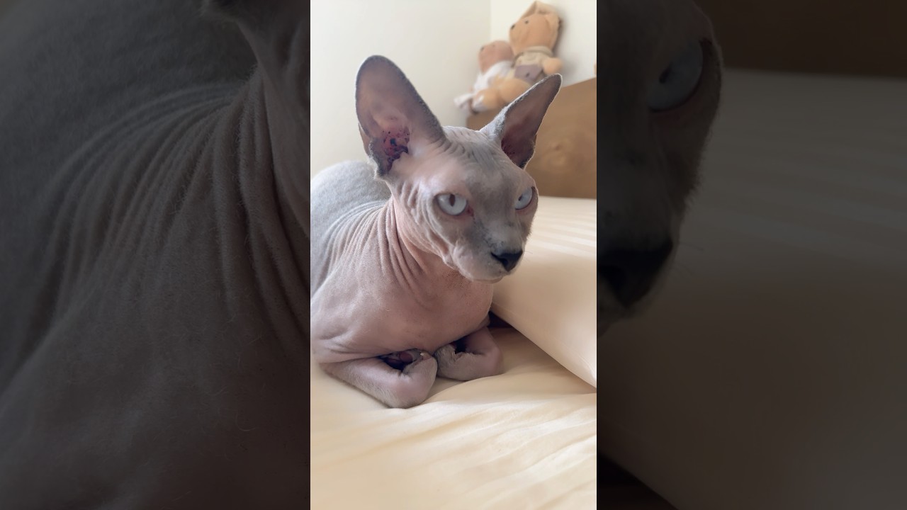 毛のない猫の香箱座りが独特でかわいい【スフィンクス】