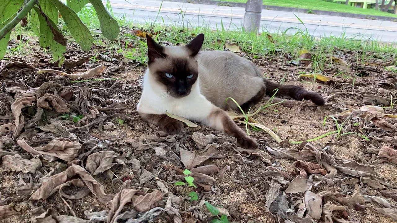 沖縄でお休み中のシャム猫と出会う。Meet a siamese cat sleeping in Okinawa.