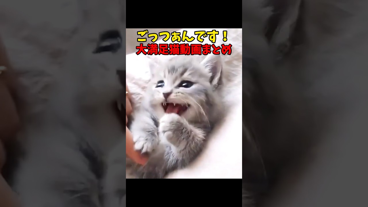 ごっつぁんです☺️ #猫 #cat #cats #cute