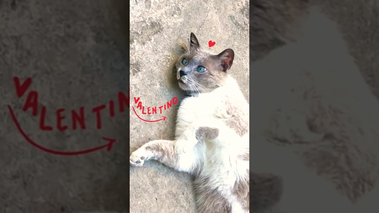 20250616_CUTE STRAY CAT ACTS LIKE A LITTLE BABY!😻💖#cat #catlove #cutecat #γάτα #straycat #stray
