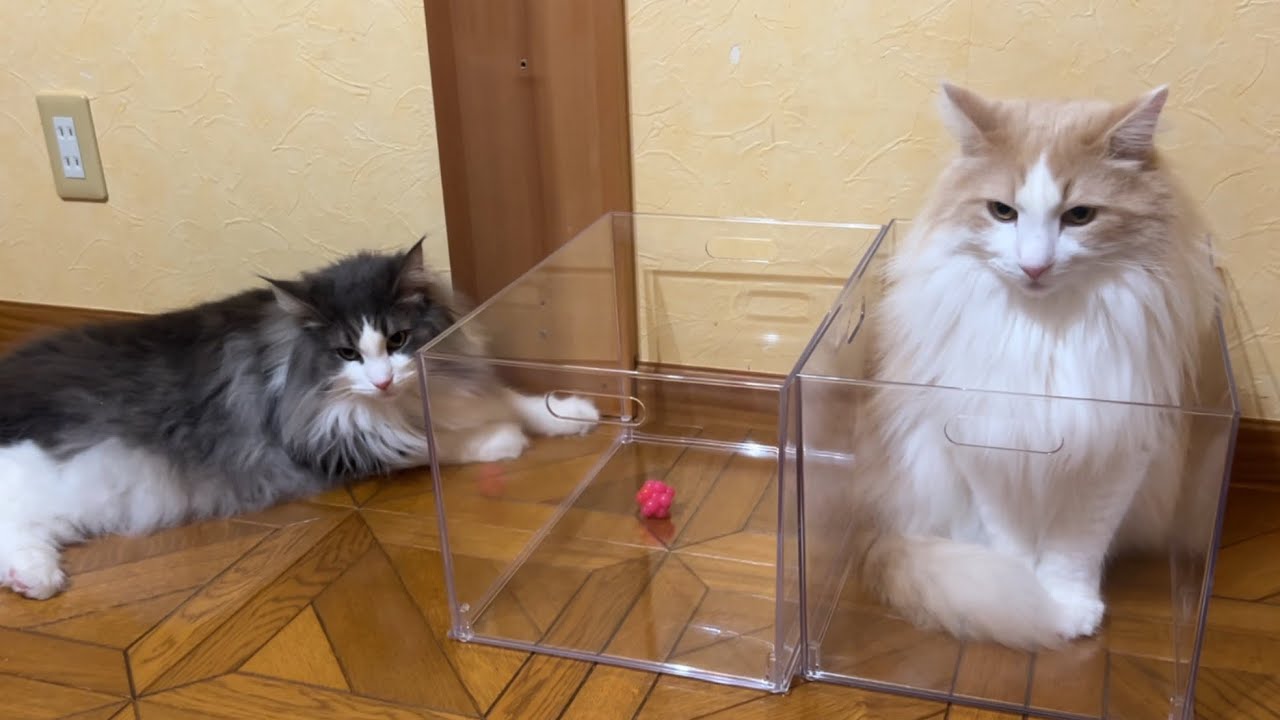 【まったり♡】お兄ちゃんも一緒に遊びましょ♪♪ノルウェージャンフォレストキャットとターキッシュアンゴラ