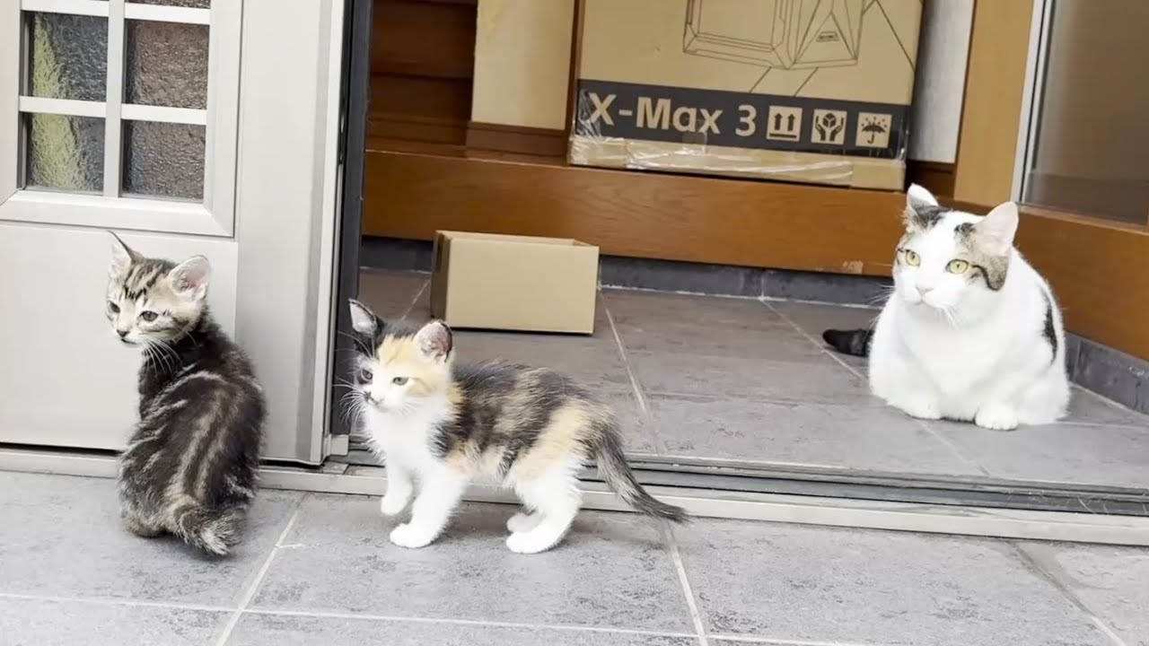 散歩のプロと思い出を作る子猫